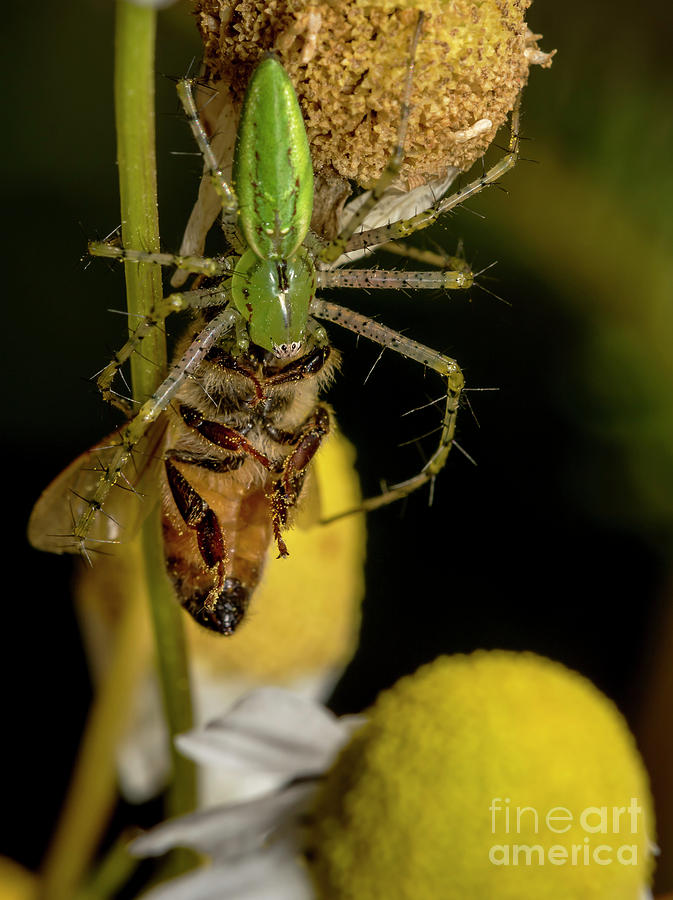 Spider Photograph - Hold on I got you by Shawn Jeffries