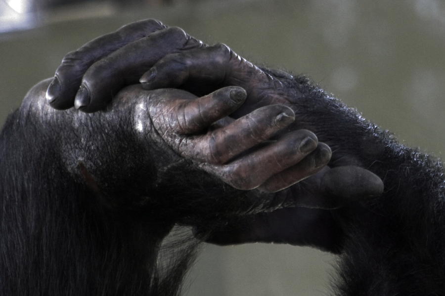 Chimpanzee Photograph - Hold On by Miroslava Jurcik