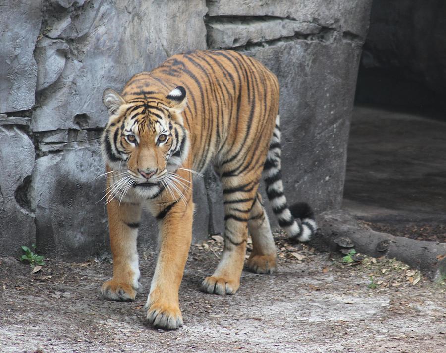 Hold that Tiger Photograph by Norma Jean Lipert - Fine Art America