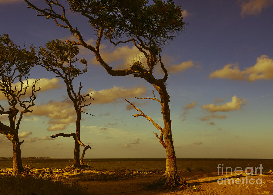 Tree Photograph - Holding On by Amanda Sinco