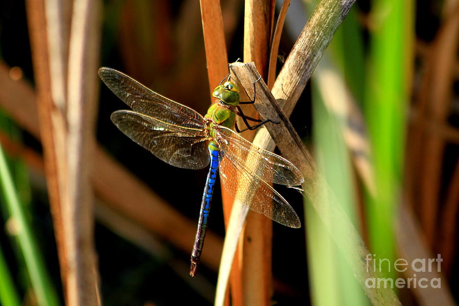 Holding On Dragonfly Art Photograph by Reid Callaway