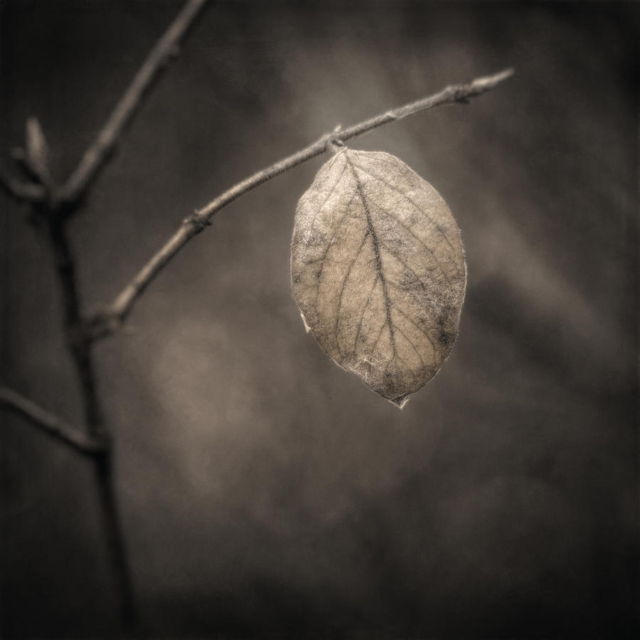 Fall Photograph - Holding On by Scott Norris