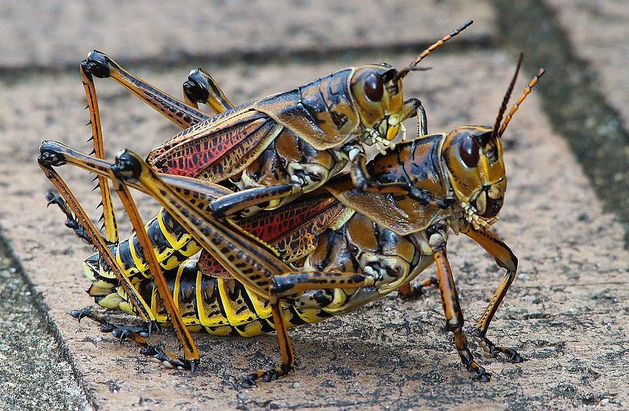Grasshopper Photograph - Holding On Tight by Paulette Thomas