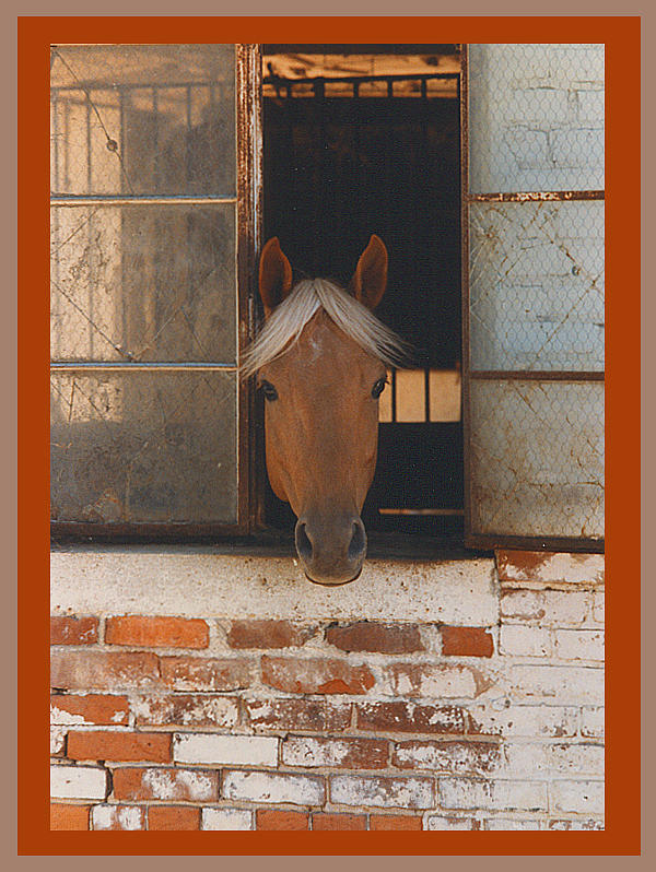 Horse In Still Life Photograph