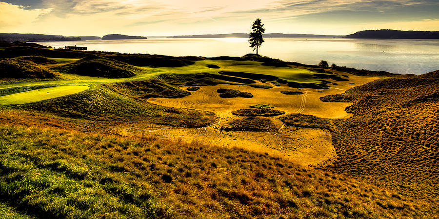 Hole #15 - The Lone Fir at Chambers Bay Photograph by David Patterson