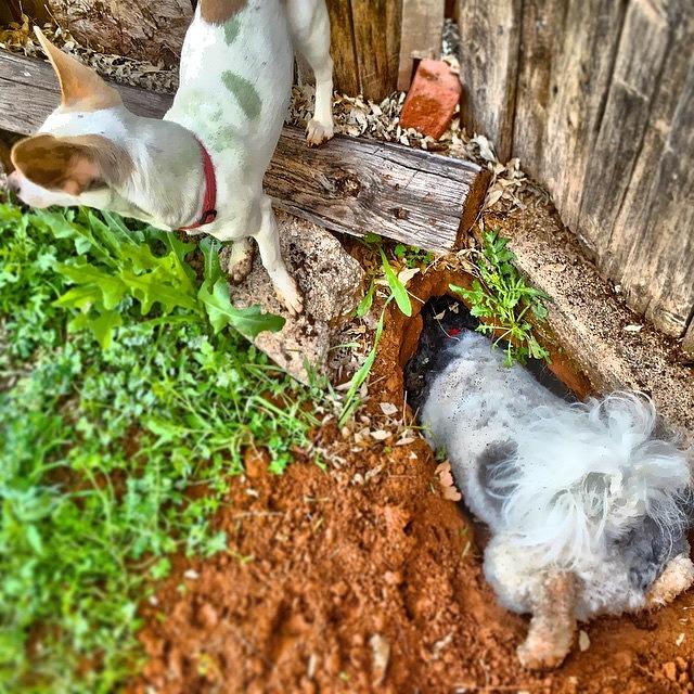 Dog Photograph - Hole Digger... #dog #iphoneography by Judy Green