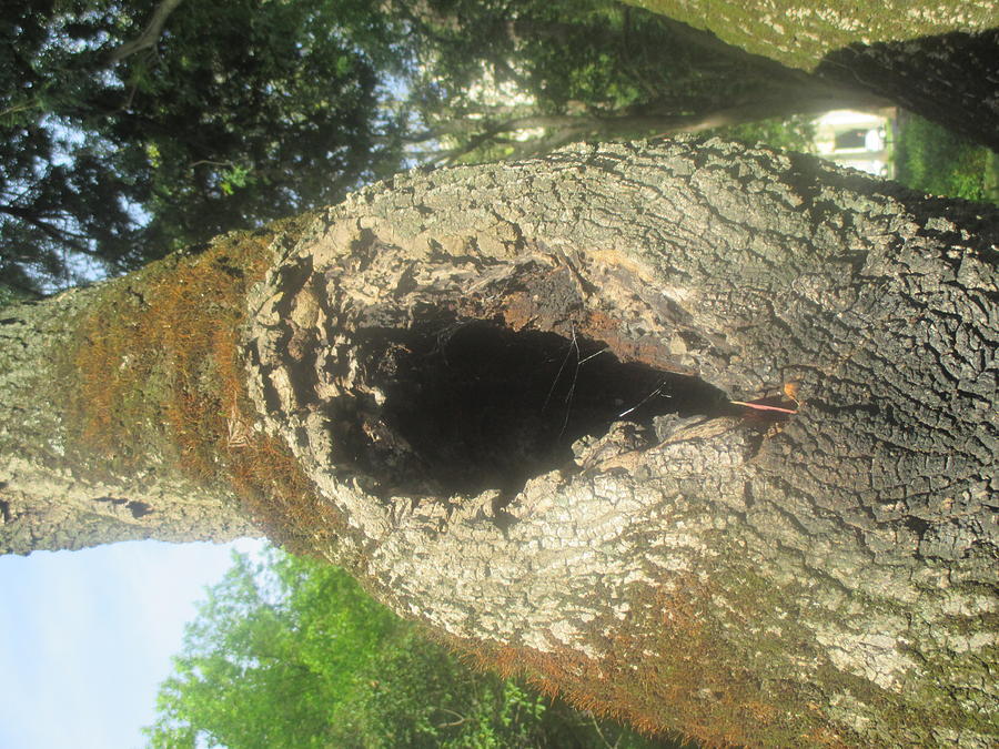 Nature Photograph - Hole In A Tree by Anamarija Marinovic