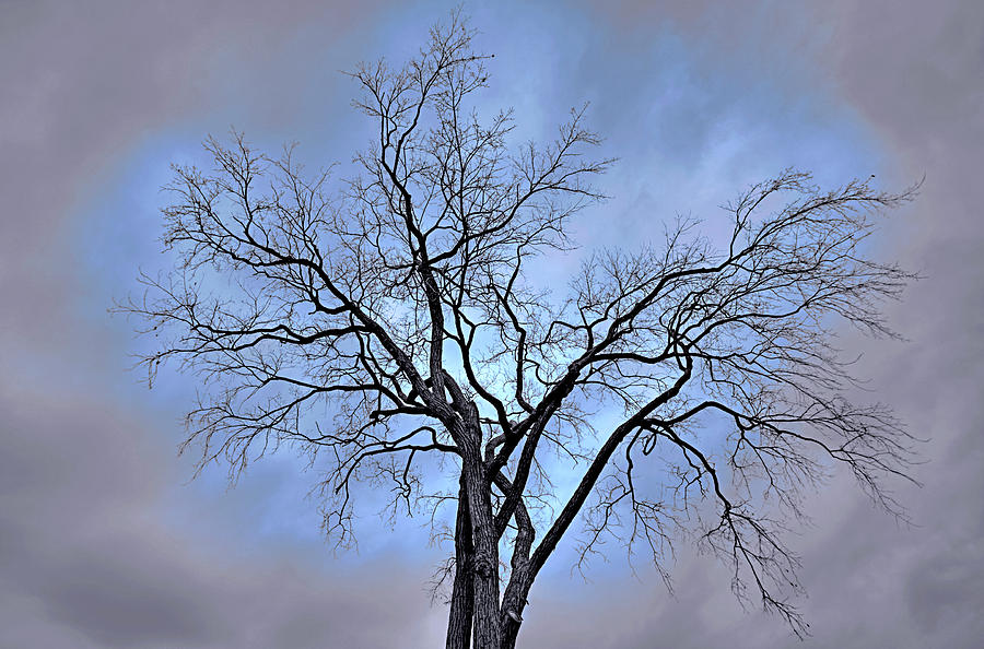 Tree Photograph - Hole in the grey sky by Brian Pflanz