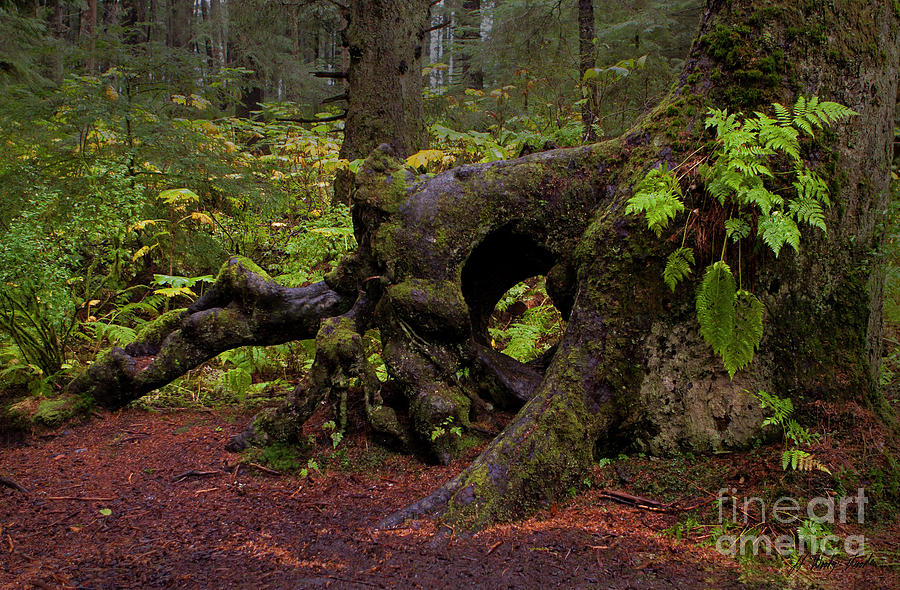 Holes In The Forest #2-Signed-#5155 Photograph by J L Woody Wooden