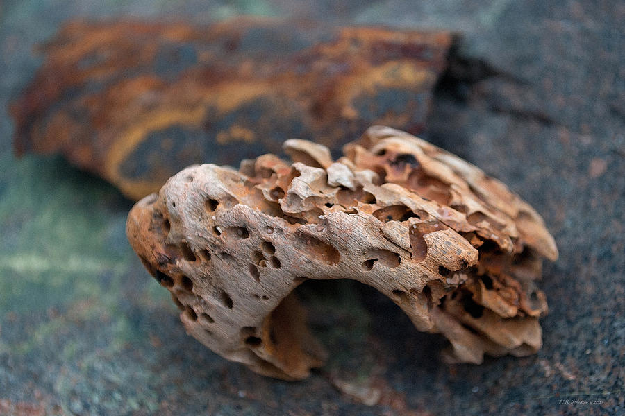 Holey Wood Photograph by WB Johnston