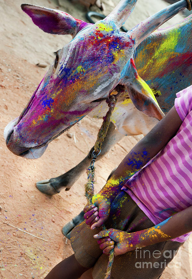 Cow Photograph - Holi Cow by Tim Gainey