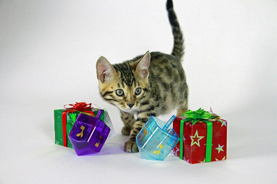 Holiday Bengal Photograph by Shoal Hollingsworth