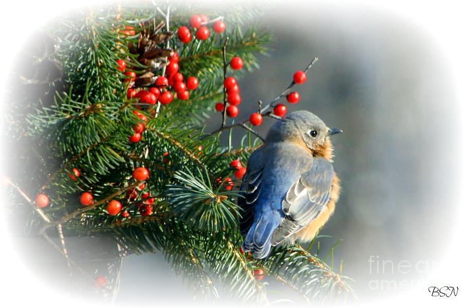 Holiday Blue Bird Photograph by Barbara S Nickerson