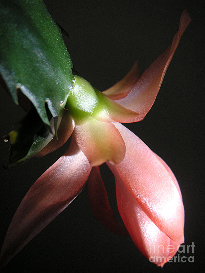 Holiday Cactus - In Shadow Photograph by Lucyna A M Green