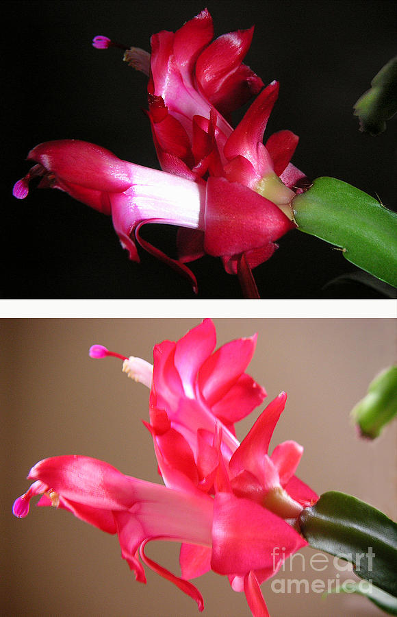 Nature Photograph - Holiday Cactus - Night And Day by Lucyna A M Green