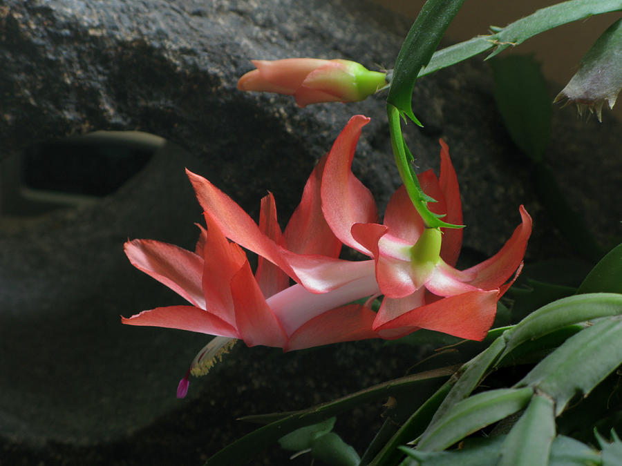 Holiday Cactus 2 Photograph by Robert Bissett