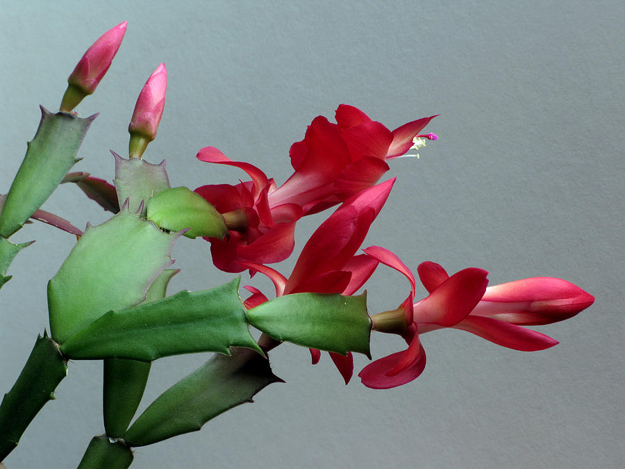 Holiday Cactus 3 Photograph by Robert Bissett