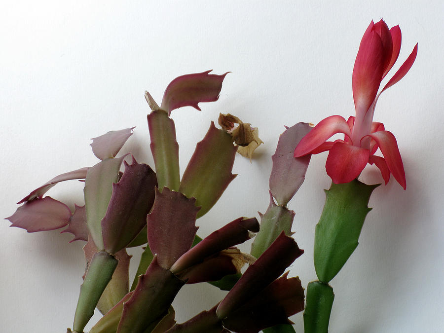Holiday Cactus 4 Photograph by Robert Bissett