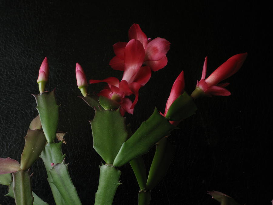 Holiday Cactus Blooms Photograph by Robert Bissett