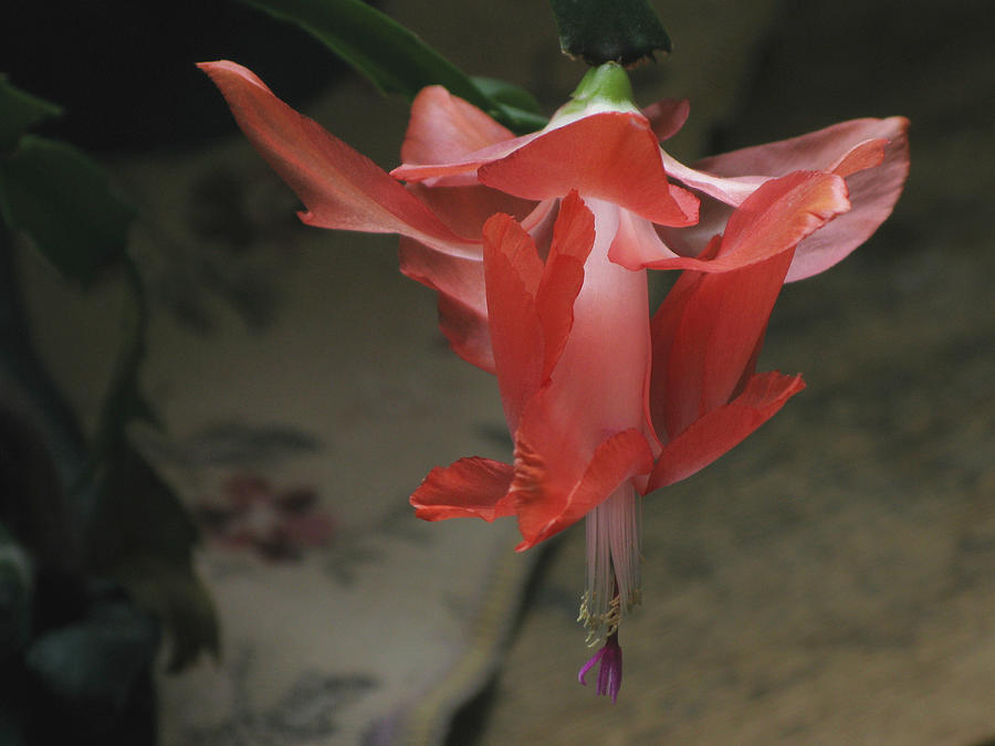 Holiday Cactus Photograph by Robert Bissett