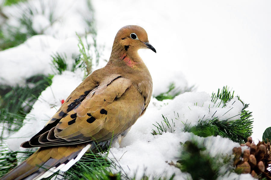 Dove Photograph - Holiday Dove by Christina Rollo