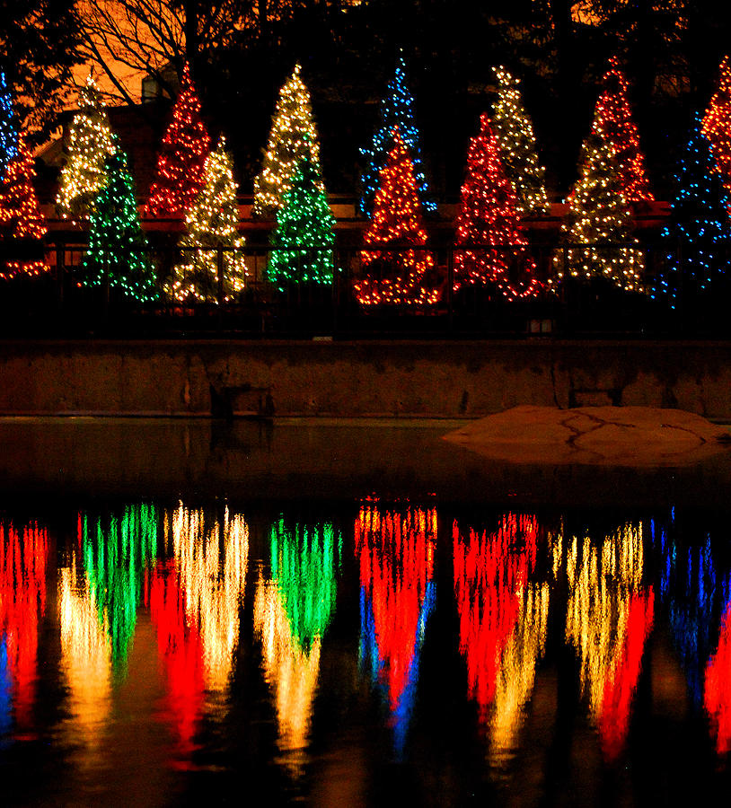 Tree Photograph - Holiday Evergreen Reflections by Nancy Mueller