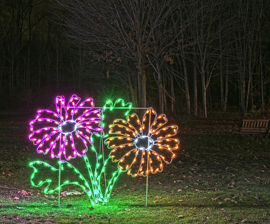 Holiday Flower Lights Photograph by Angelo Marcialis
