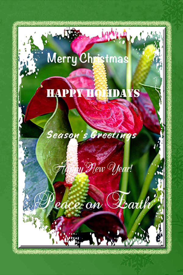 Holiday Greeting Card - Joy To The World Photograph by Carol Senske