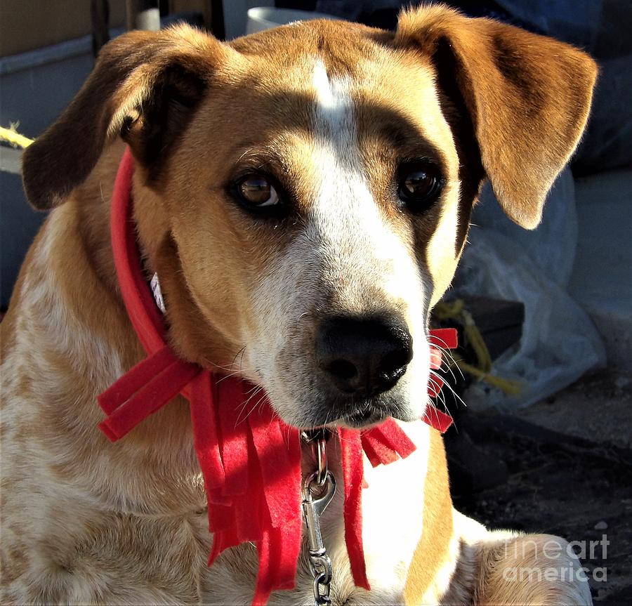 Holiday hound dog Photograph by Barbara Leigh Art