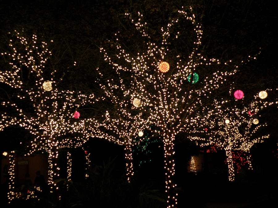 Holiday Lights Photograph by Rose  Hill