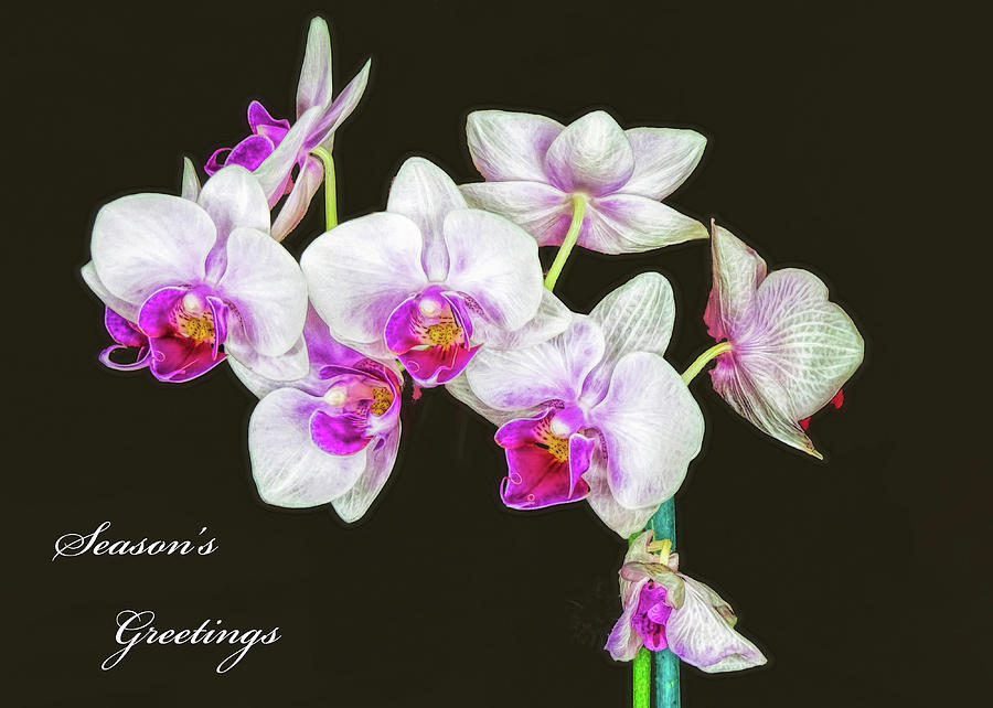 Holiday Orchid Photograph by A H Kuusela