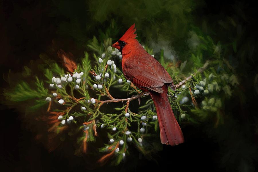 Holiday Red Cardinal Photograph by TnBackroadsPhotos