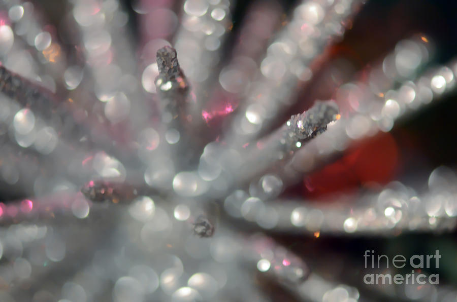 Holiday Sparkles Photograph by Kerri Farley