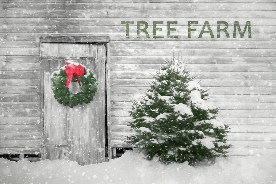 Holiday Tree Farm Photograph by Lori Deiter