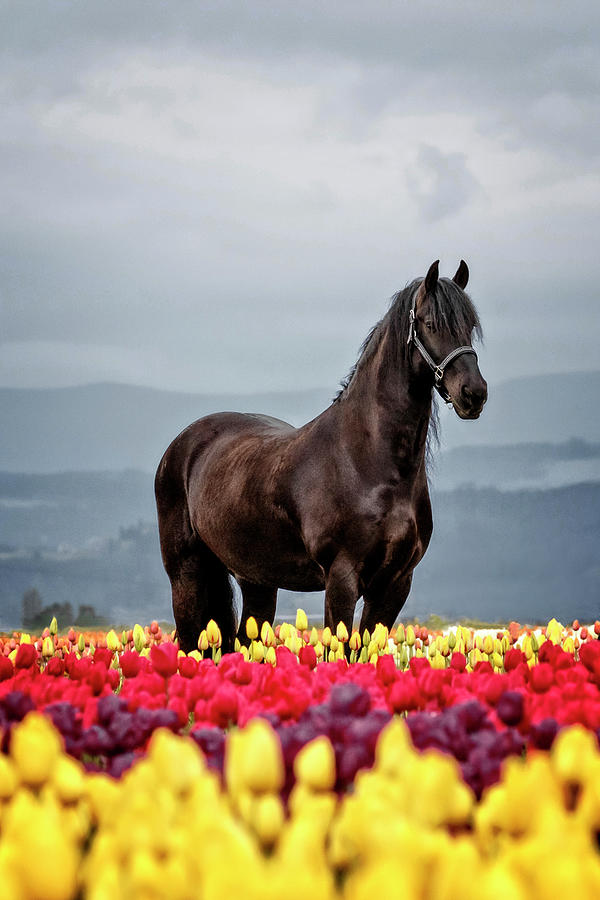 Holland Friesian Beauty Photograph by Wes and Dotty Weber