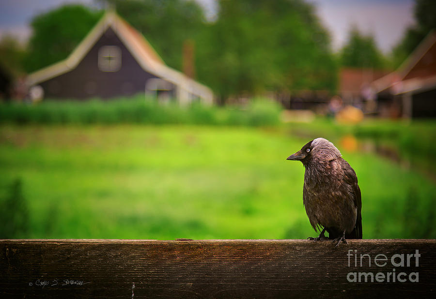 Holland Grey Bird Photograph by Craig J Satterlee