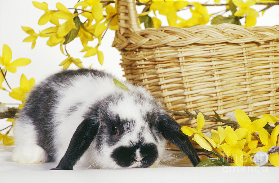 Holland Lop Rabbit With Basket Photograph by Carolyn A McKeone