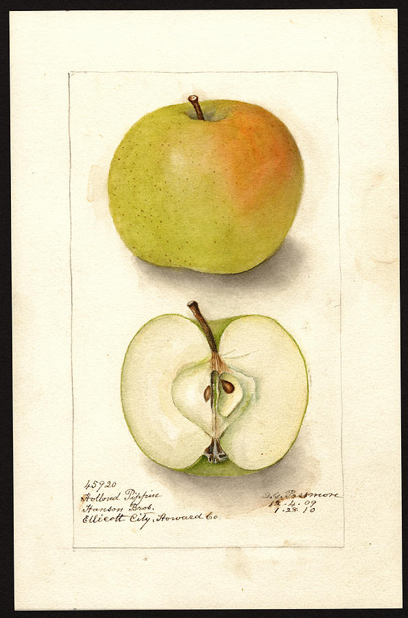 Holland Pippin variety of apples Drawing by Deborah Griscom Passmore