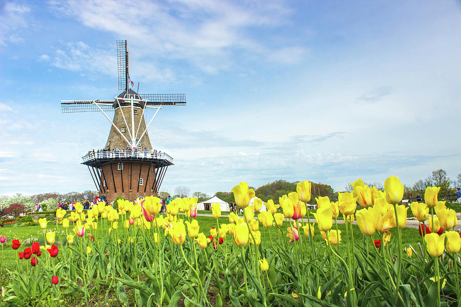 Garden Photograph - Holland Windmill Proud by Tammy Chesney