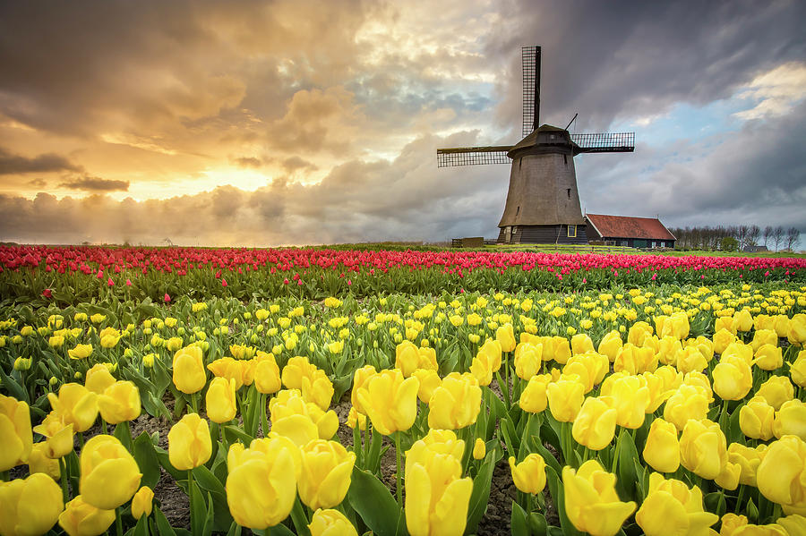 Holland windmill Photograph by Stefano Termanini