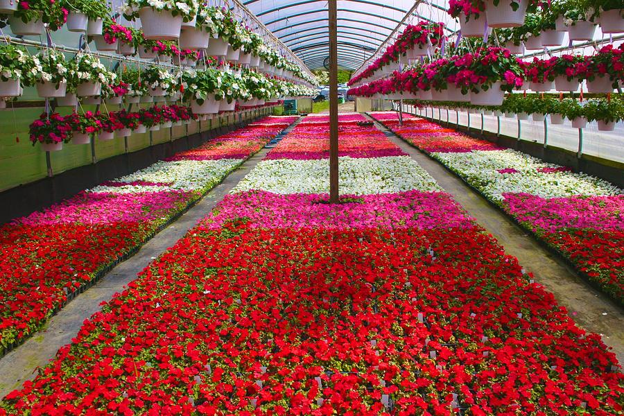 Hollandia Begonia Greenhouse Photograph by Polly Castor