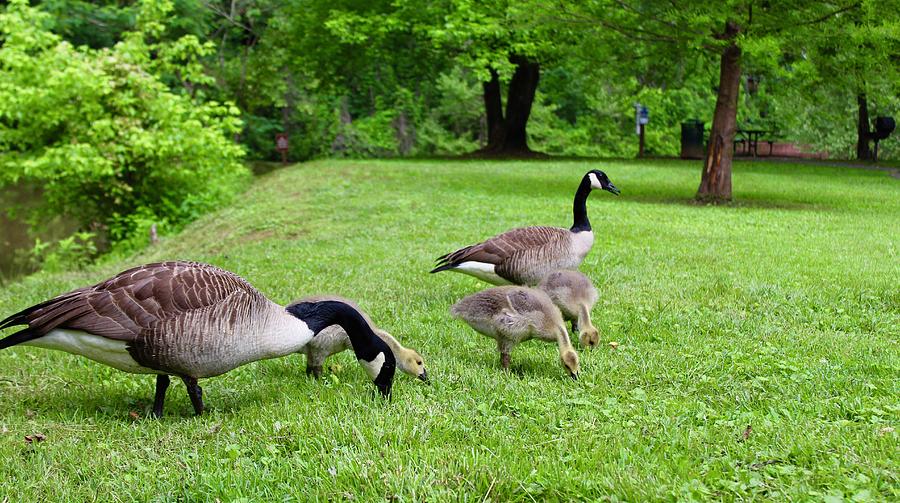 Hollins Mill Park 2018 Geese Gaggle Photograph by M E