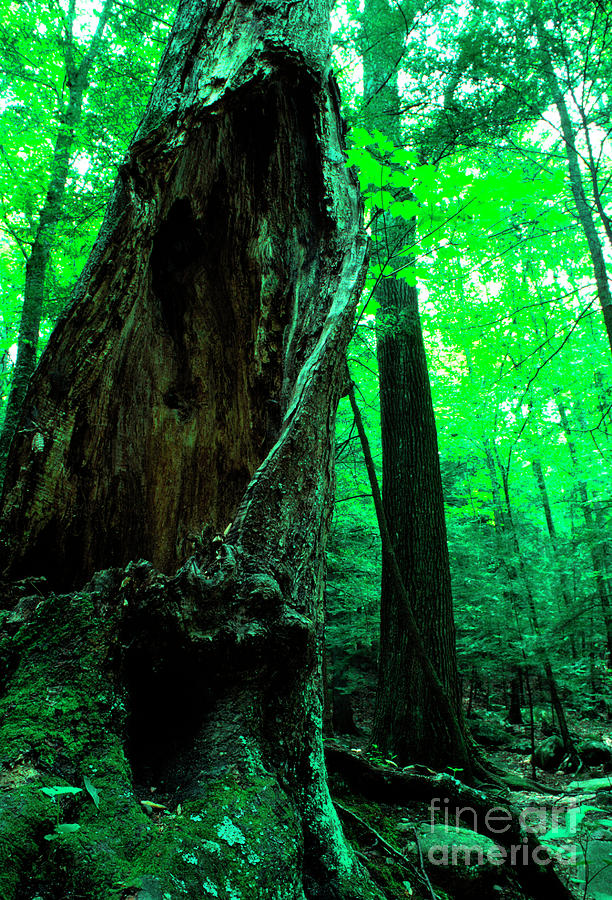 Shenandoah National Park Photograph - Hollow Maple Tree by Thomas R Fletcher
