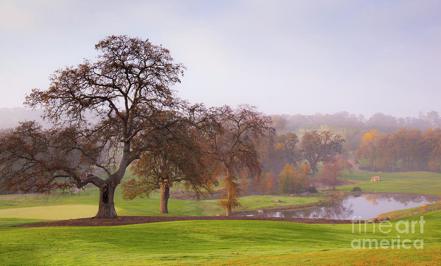 Hollow Oak on the Pond Photograph by Leslie Wells