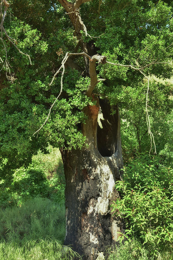 Hollow Tree I  Photograph by Linda Brody