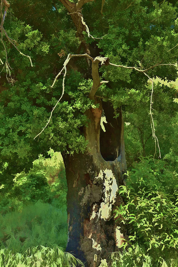 Hollow Tree Oil Paint Effect I Digital Art by Linda Brody