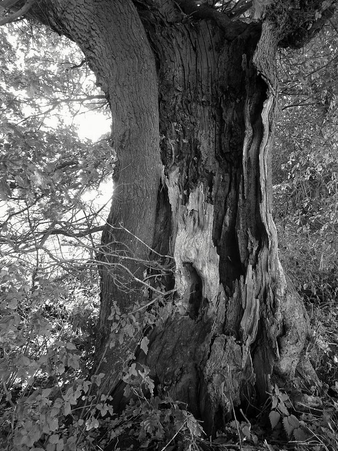 Hollow tree Photograph by Susan Baker