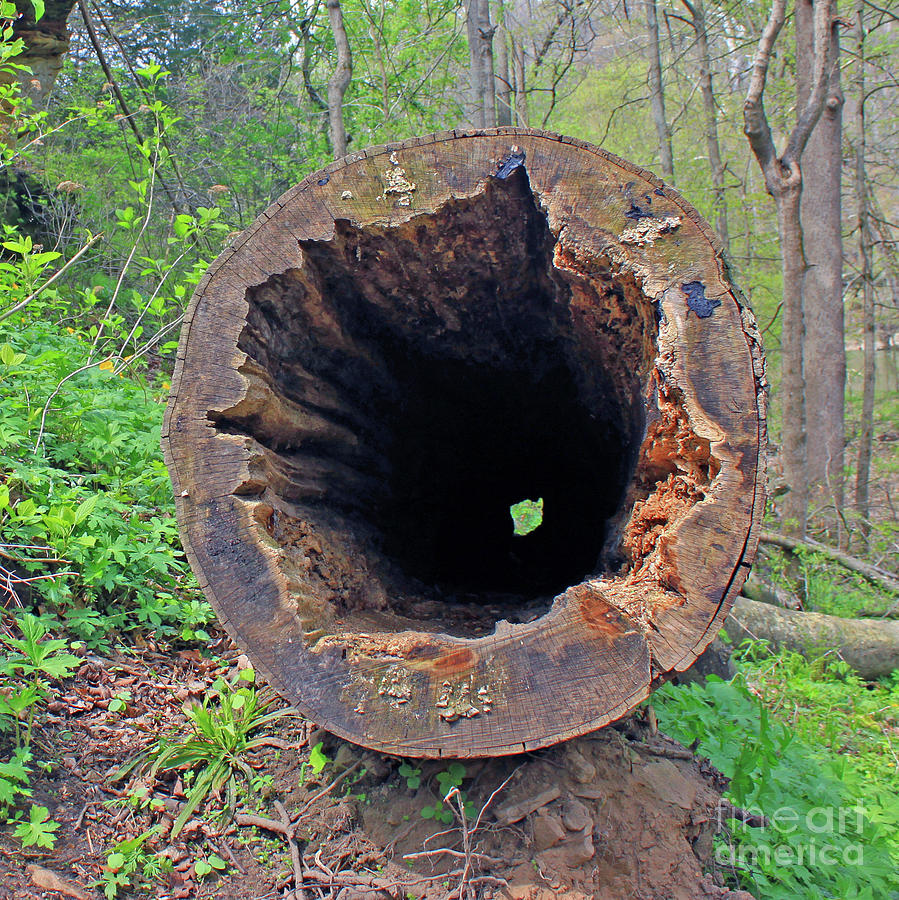 Hollowed Out Photograph by Steve Gass