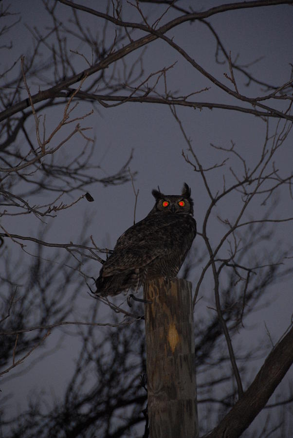 Holloween Owl Photograph by Bill Hyde