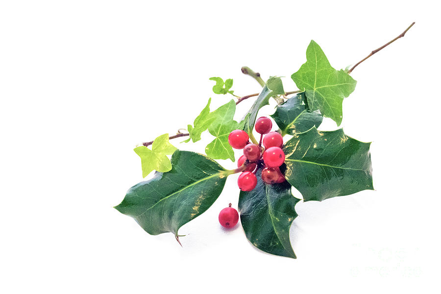 Christmas Photograph - Holly and Ivy by Terri Waters